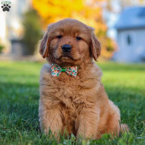 Easton, Golden Retriever Puppy